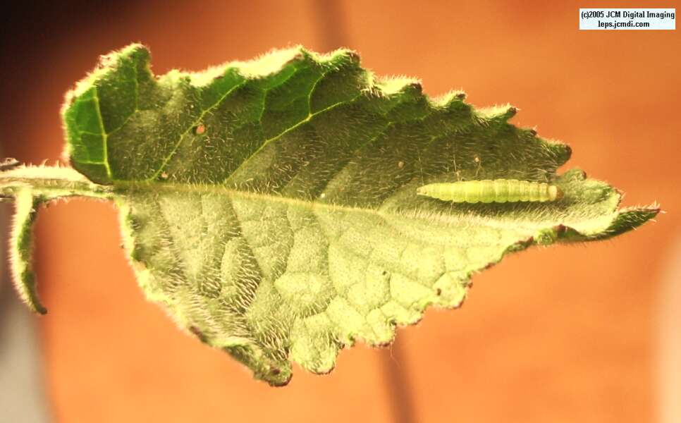 A tiny 1st instar Sara Orange-Tip butterfly (Anthocaris sara) caterpillar